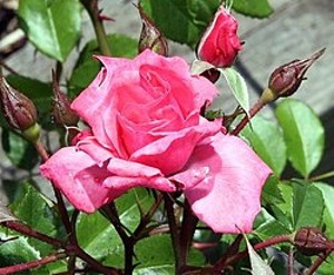 BEWITCHED (floribunda)